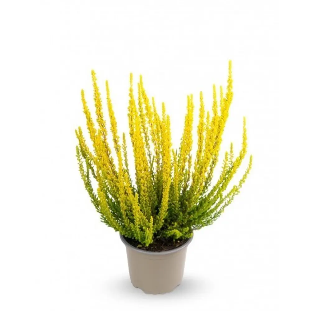 Вереск Зельда желтый от Santreyd - яркий акцент для сада 89382928 STLM-1453276