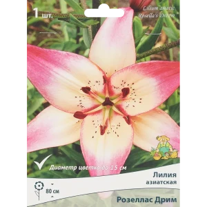Лилия азиатская Розеллас дрим луковица 14/16 88294772 STLM-2126644