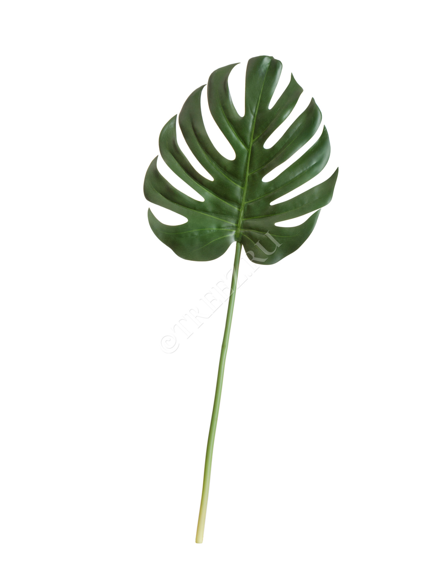 30.0618229M Лист Монстеры Мидл Цветочная коллекция 