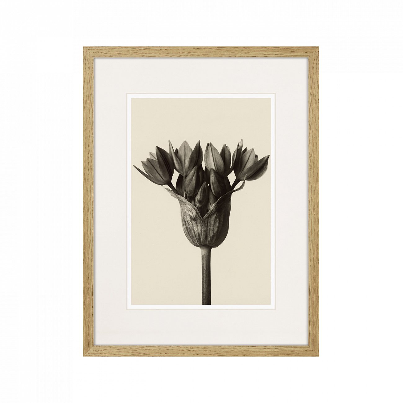 Картина: Botanical philosophy of forms №5, 1912г. КАРТИНЫ В КВАРТИРУ  264879 Разноцветный  - Вид №1