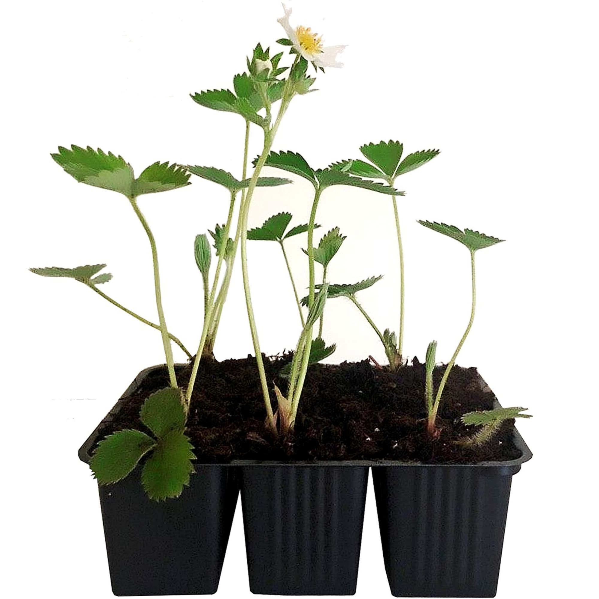 81954884 Земляника садовая «Юния Смайдс» (клубника) Santreyd  - Вид №1