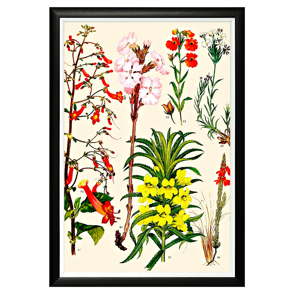 896519645_1818 Арт-постер «Цветочная энциклопедия, глава 17» Object Desire 