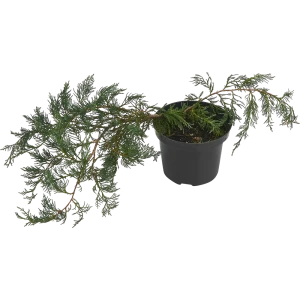 Можжевельник виргинский Грей Оул - хвойный многолетник для сада 85440396