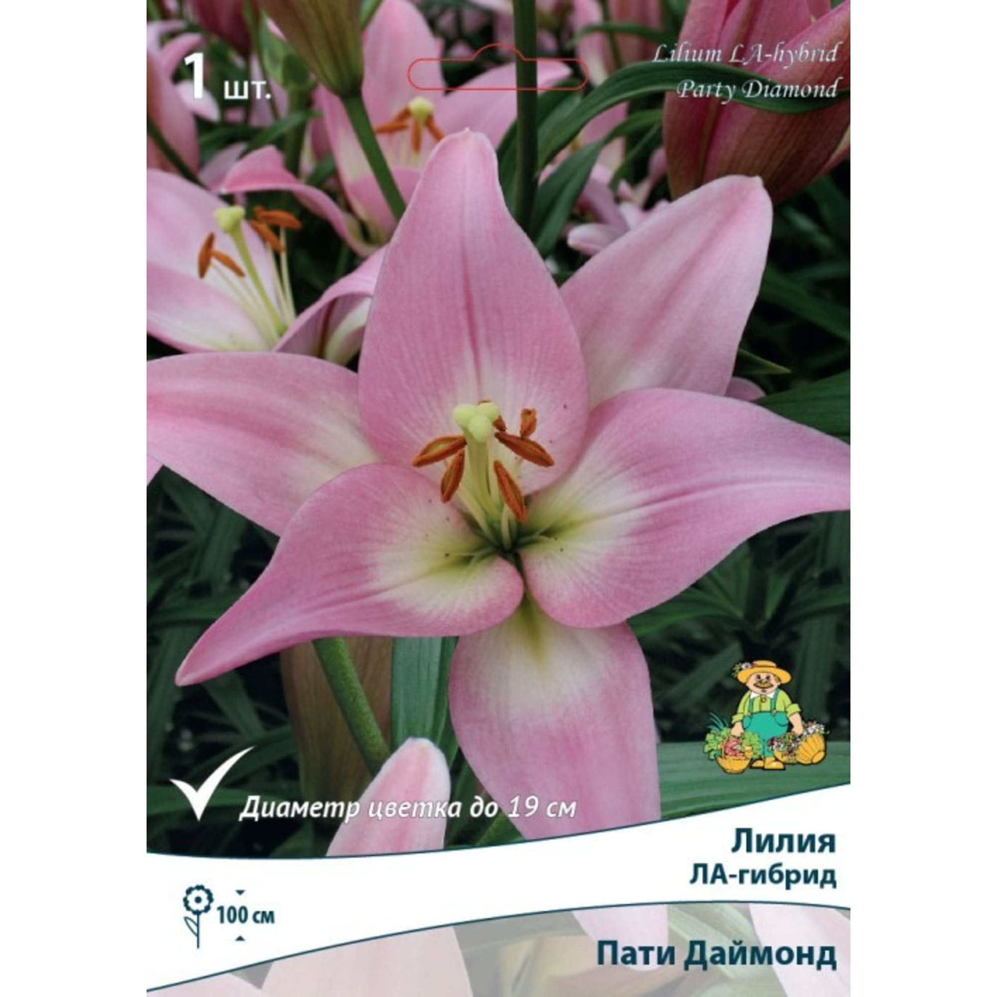 82319576 Лилия ЛА-гибрид «Пати Даймонд», размер луковицы 14/16 Santreyd  - Вид №2