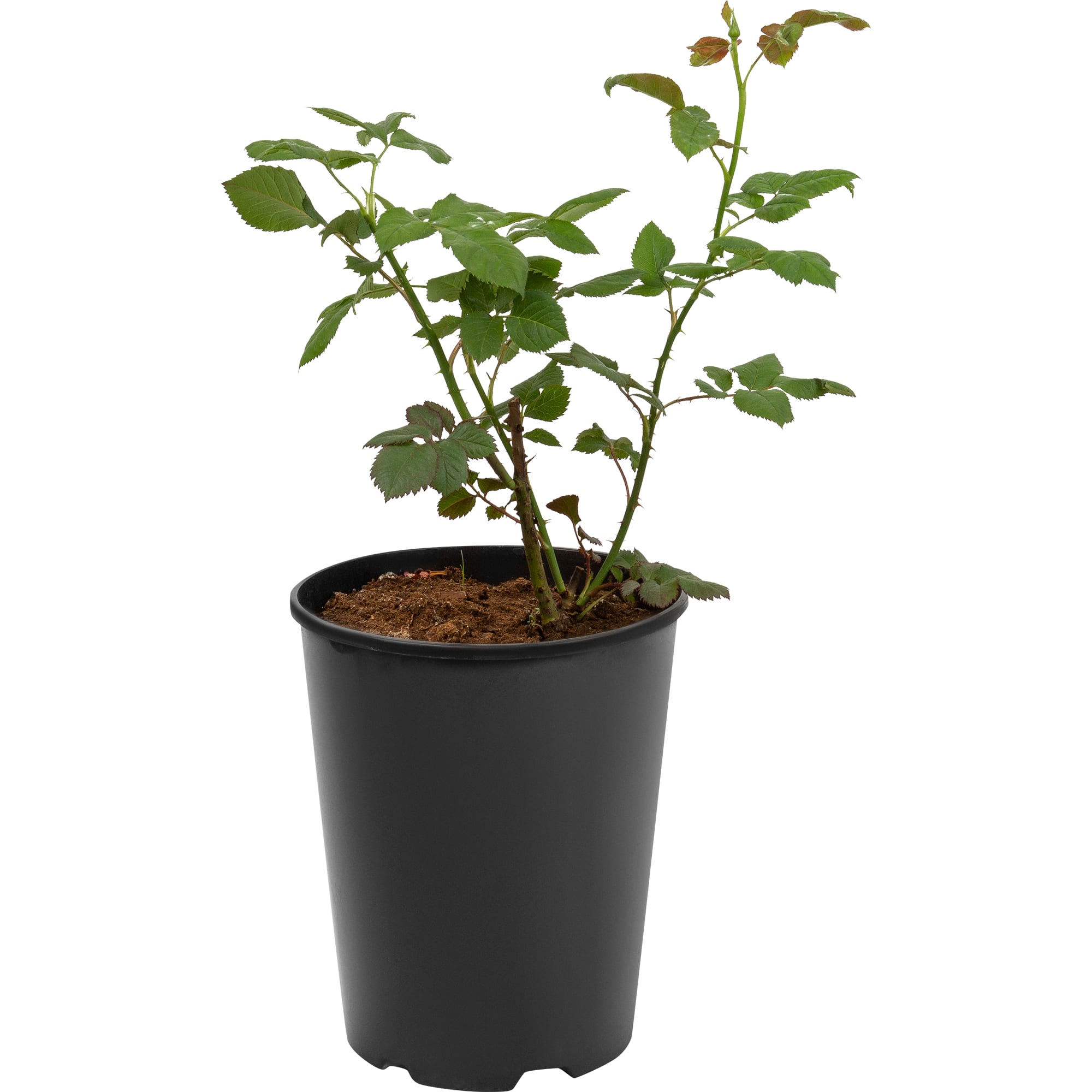 82601785 Роза чайно-гибридная «Вау» 23x40 см Santreyd  - Вид №1