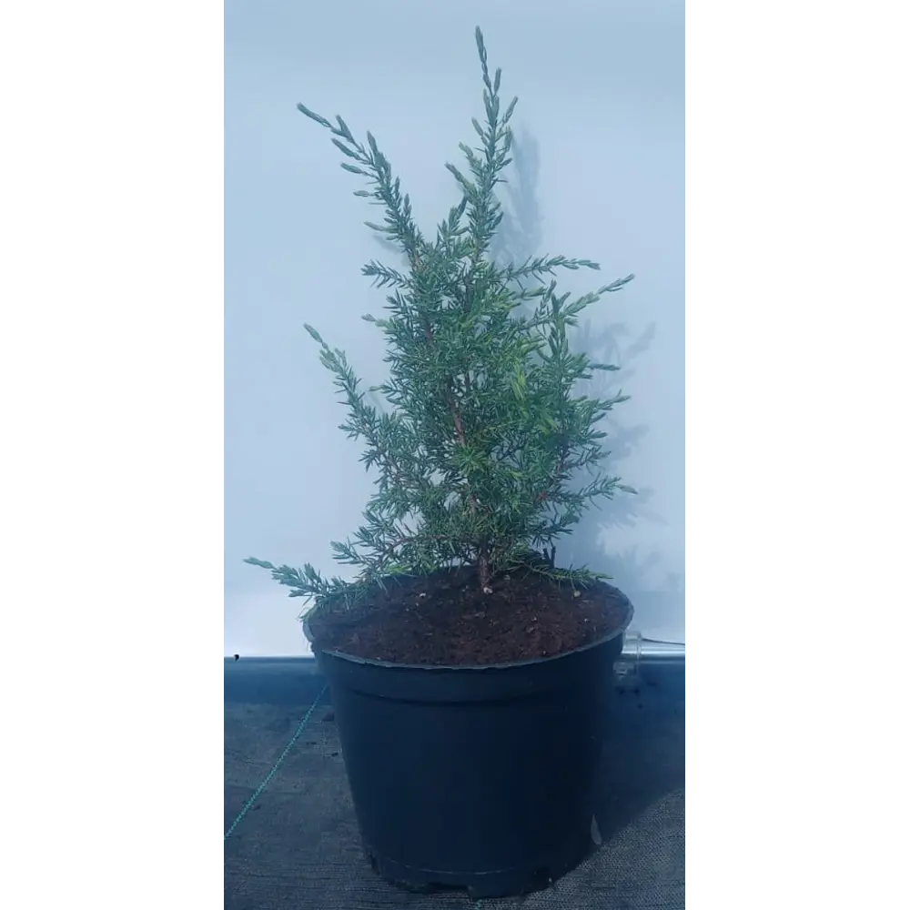 Можжевельник Арнольд h20-40 см 85320175 STLM-2178312 Santreyd 