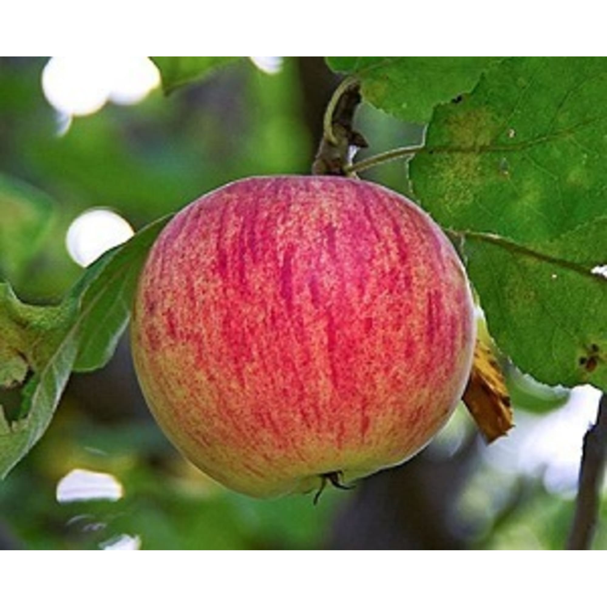 82597155 Яблоня «Осеннее полосатое» C4 высота 140 см Santreyd  - Вид №2