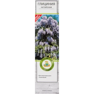 Глициния китайская Поиск 82527427 STLM-2066416