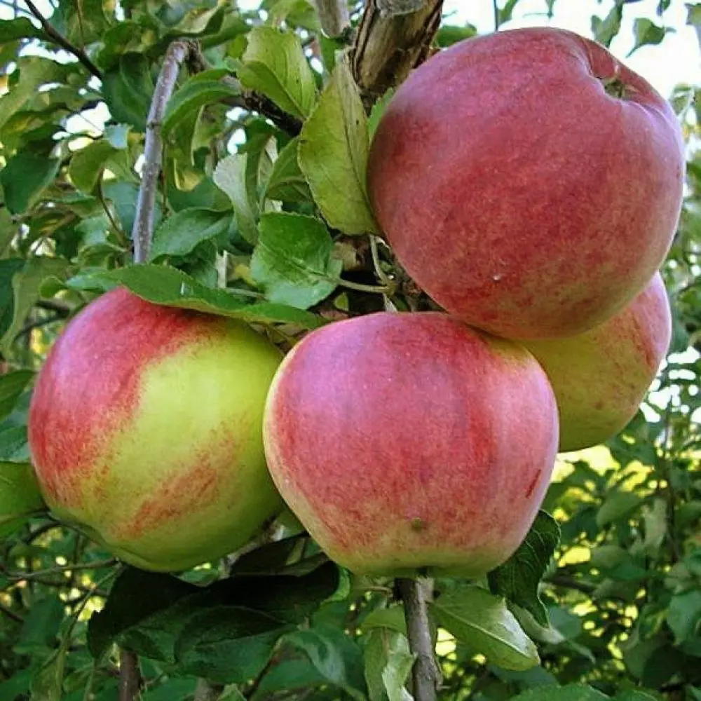 Яблоня Уэлси ø20 h120 см 89365302 STLM-2111184 PLANTMARKET 