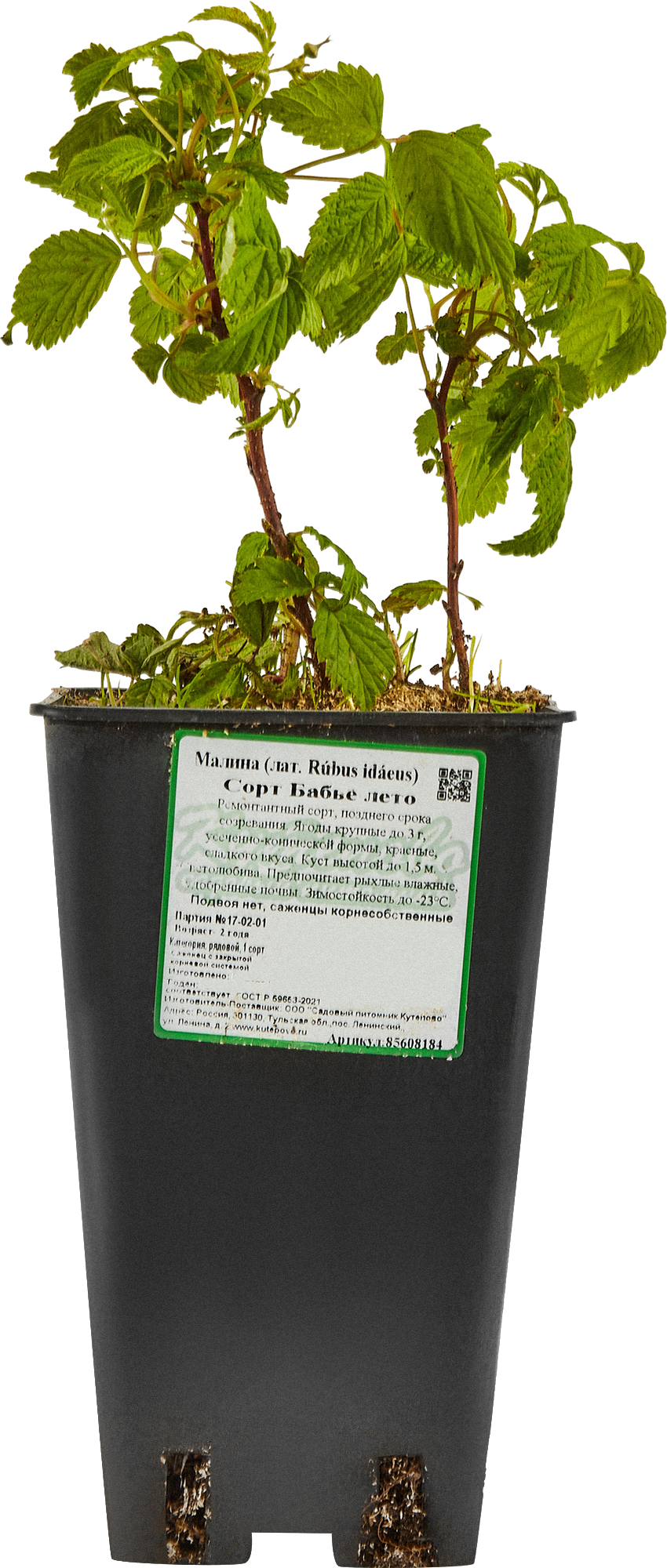 Саженец малины микс Santreyd - ранний урожай с двойным плодоношением 85608184 STLM-0064586