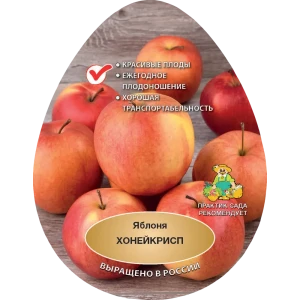 Яблоня Хонейкрисп h200 см в сетке Поиск Инвест 84399342 STLM-2152063