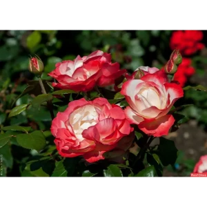 Роза чайно-гибридная Ностальжи ø18 h20 см