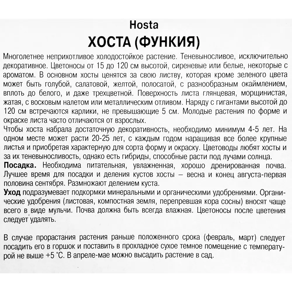 Хоста Форчуна «Франсе», 1 шт. 82118741 STLM-2164367 Santreyd  - Вид №2