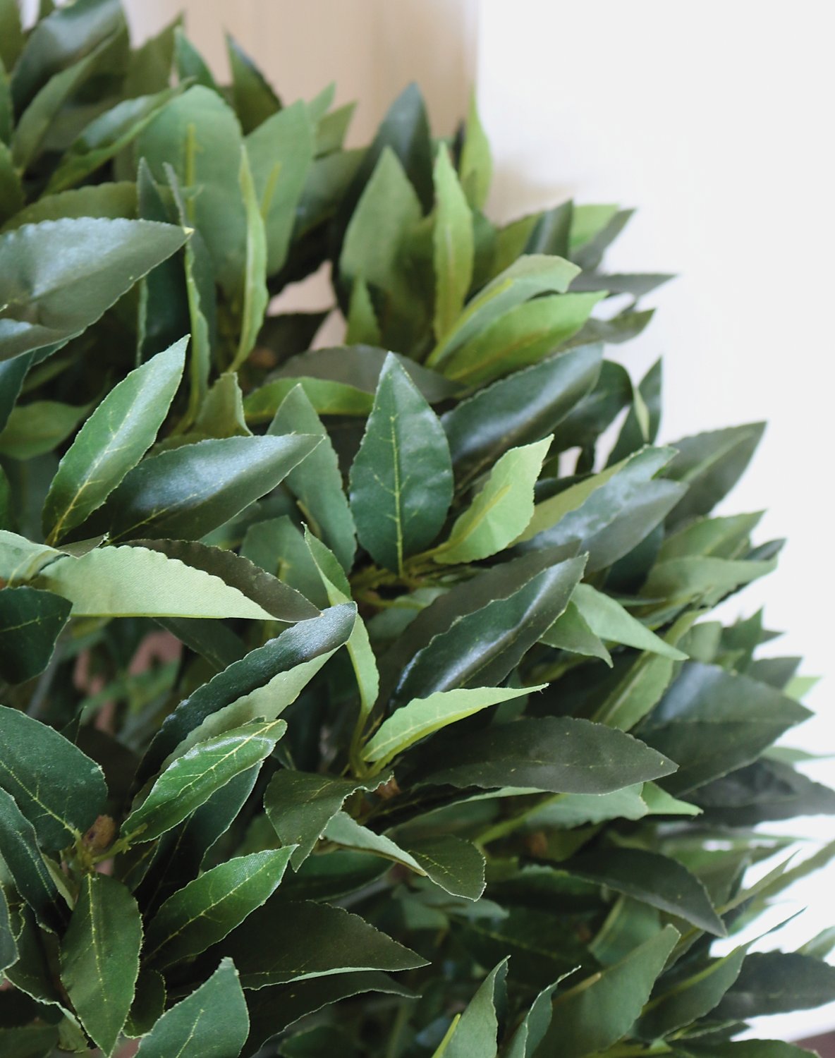 5046 883 a3 Лавр лавровый, 70см, 1554 листа, в горшке, зеленый H-andreas 