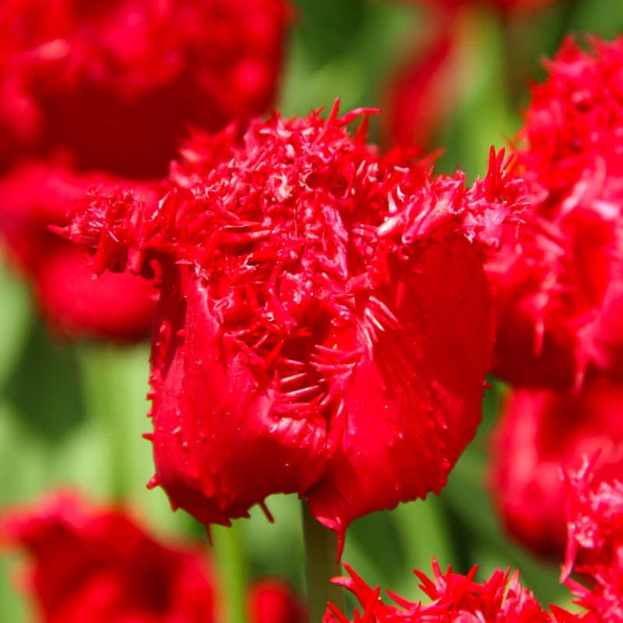 89078335 Тюльпан бахромчатый Барбадос луковица 12/, 6 шт Santreyd 