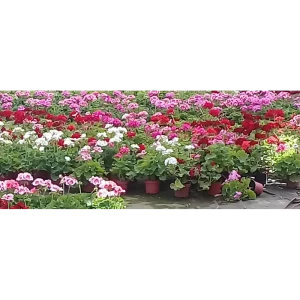 Пеларгония зональная d13 h30-40 82554772 STLM-2101770