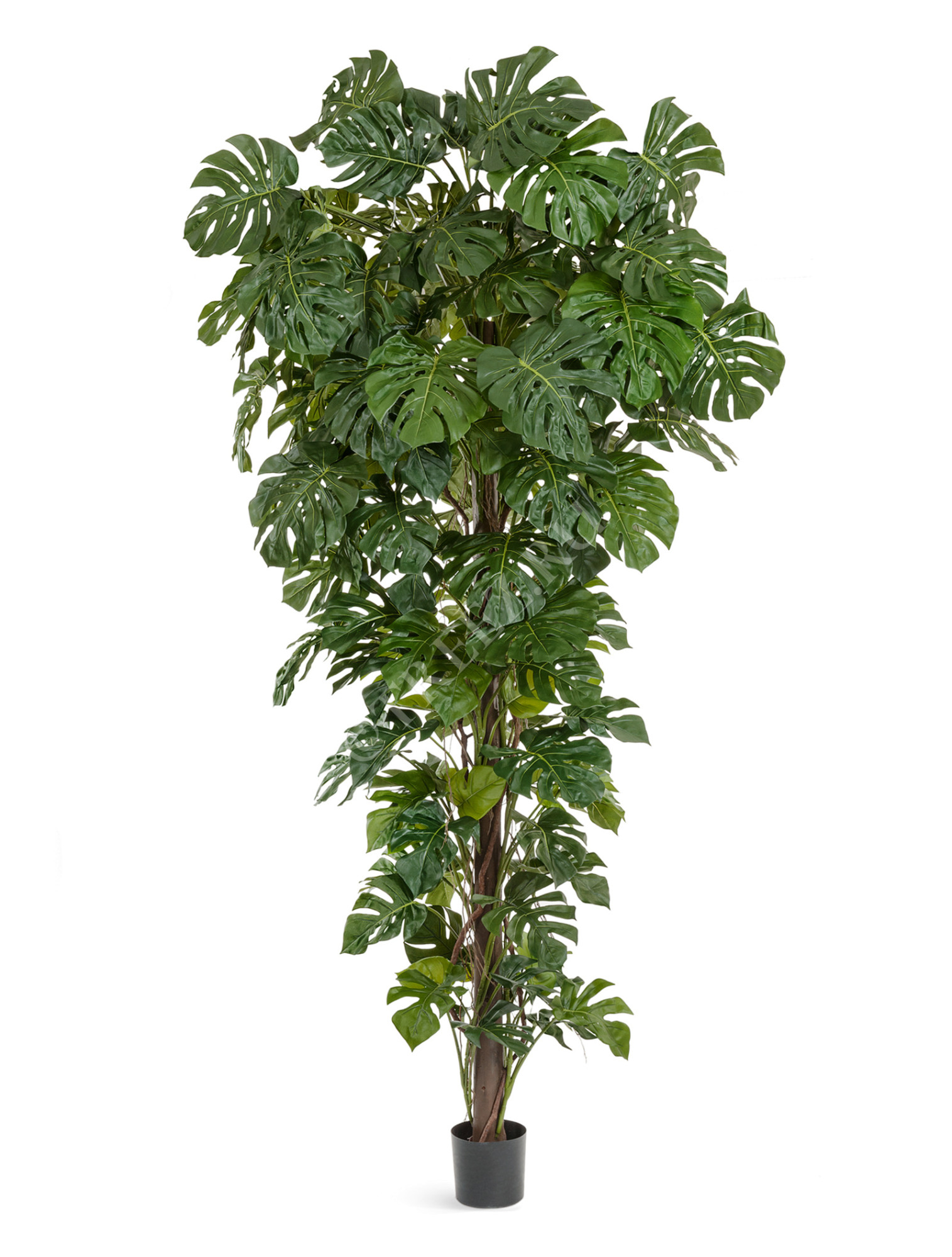 10.51809N Монстера на стволе Гигантская Цветочная коллекция 