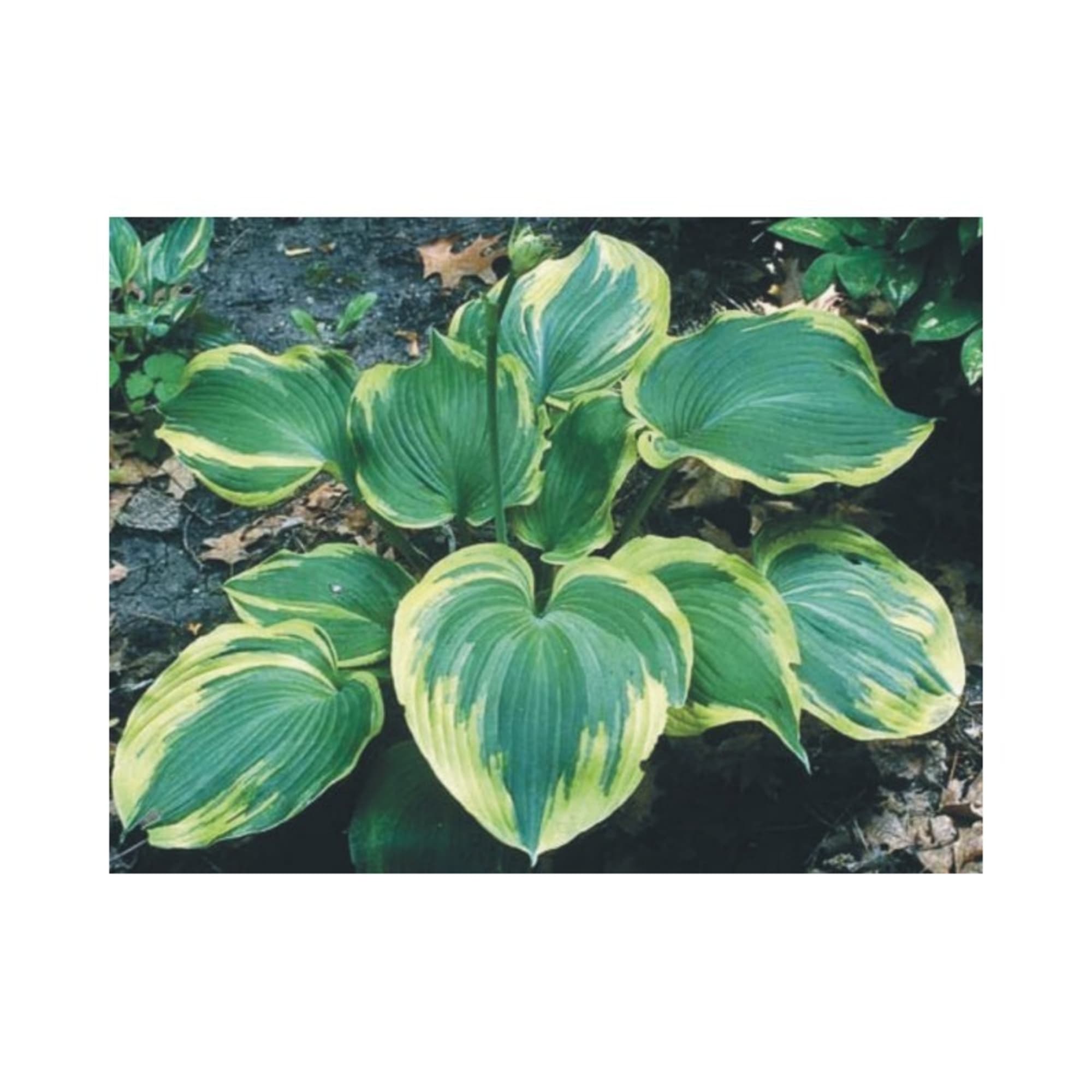 82585377 Хоста гибридная «Эс Энджел» 17x20 см Santreyd 