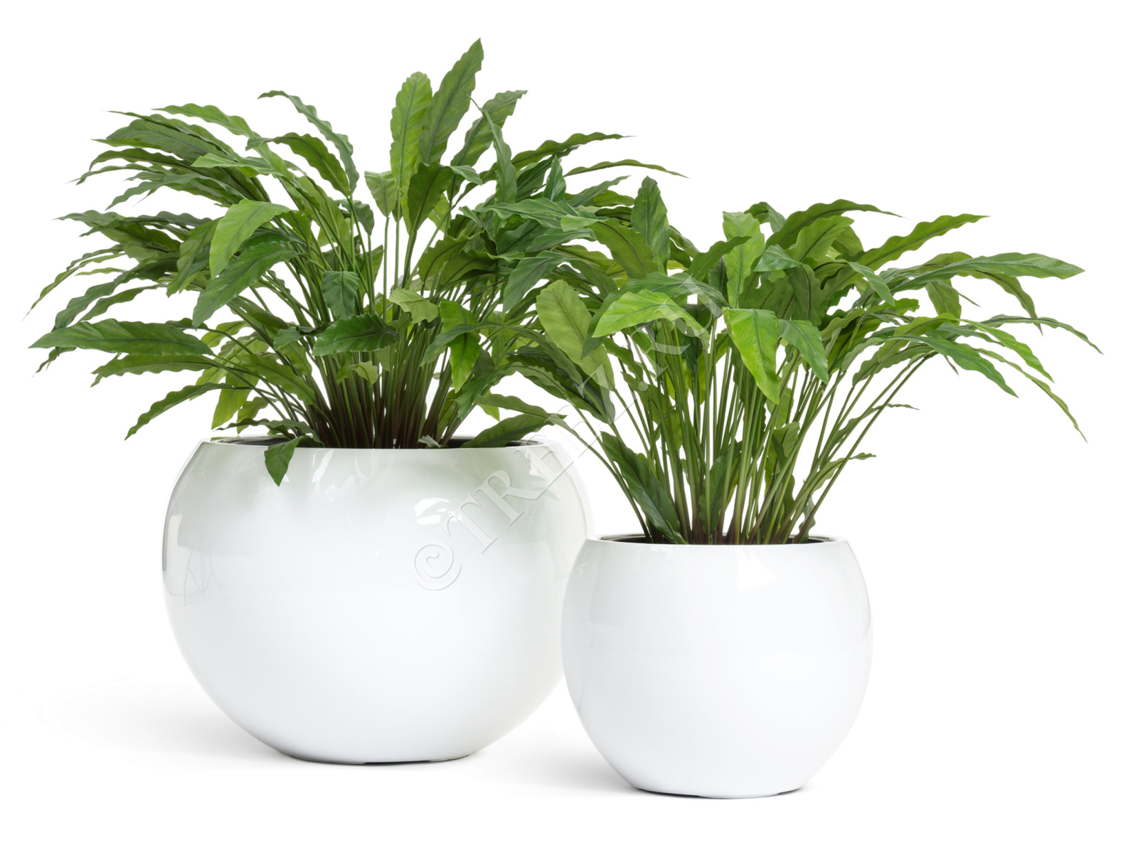 20.1010N Калатея в горшке Цветочная коллекция  - Вид №3