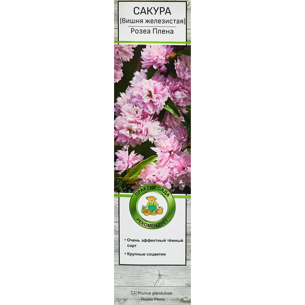 Сакура «Розеа Плена», вишня декоративная 81951301 STLM-2103985 Santreyd 