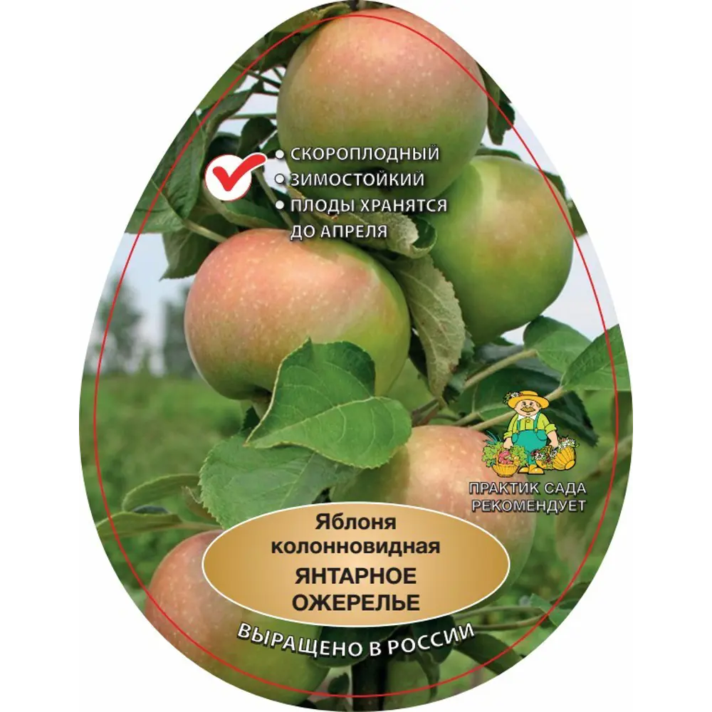 Яблоня колоновидная Янтарное ожерелье 83791303 STLM-2137264 Santreyd  - Вид №1