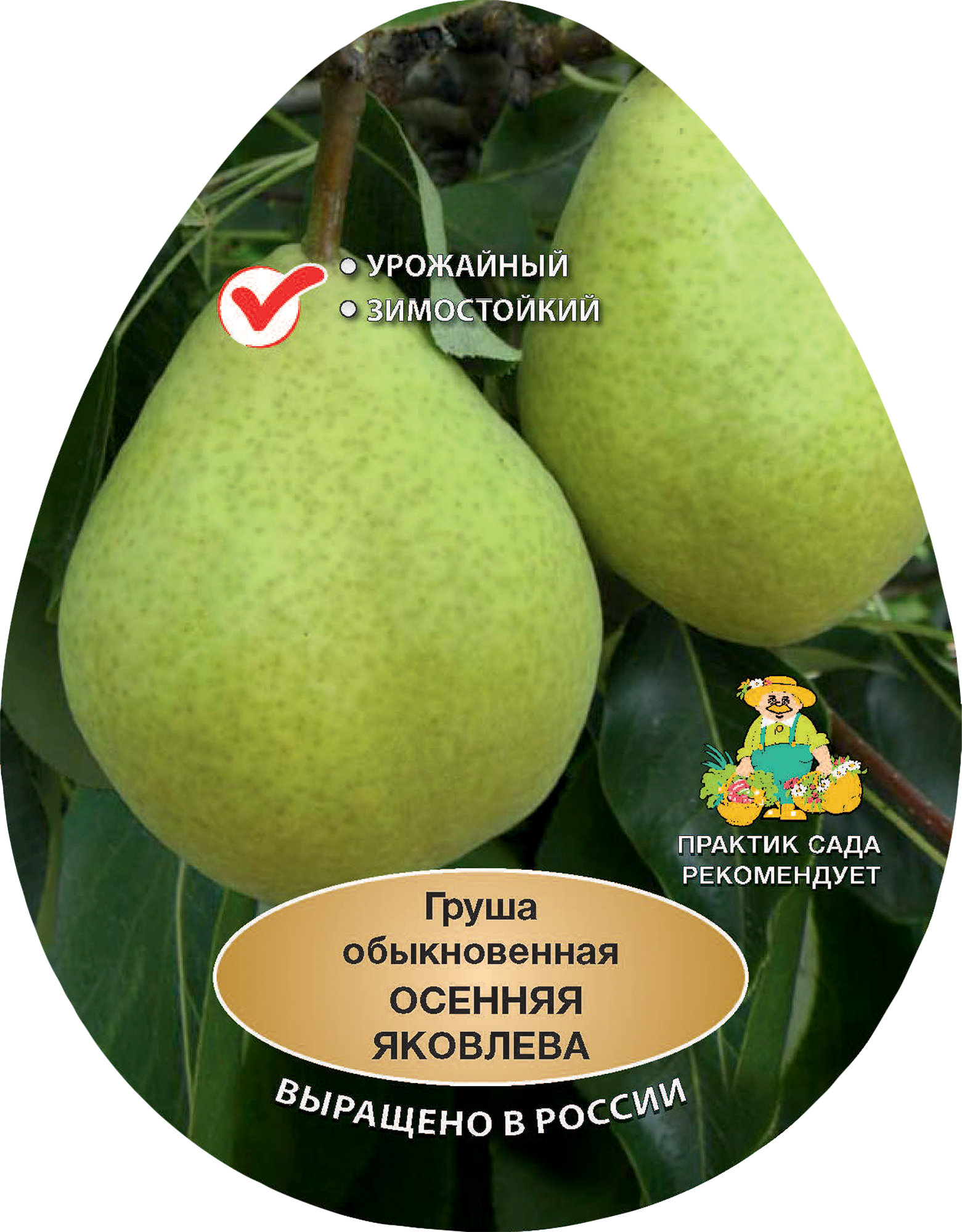84399307 Груша обыкновенная Осенняя Яковлева h200 см Поиск Инвест STLM-0049195 Santreyd