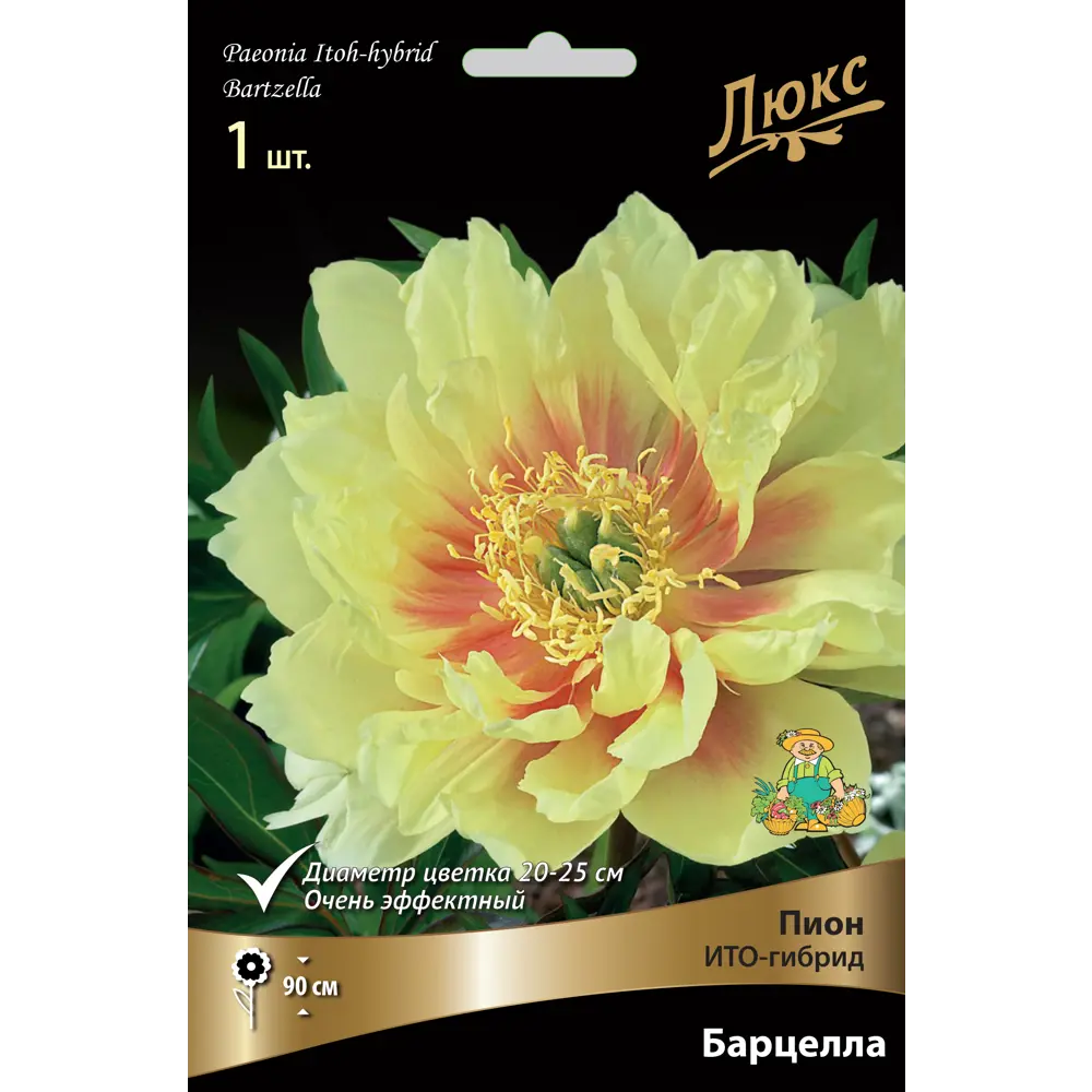 Пион ИТО-гибрид Барцелла 10/12 ,1 шт 82530304 STLM-2141647 Santreyd 