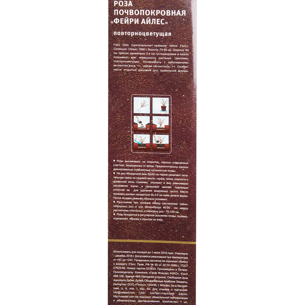 Роза почвопокровная «Фейри Айлес» в тубе 82142843 STLM-2124661 Santreyd  - Вид №2