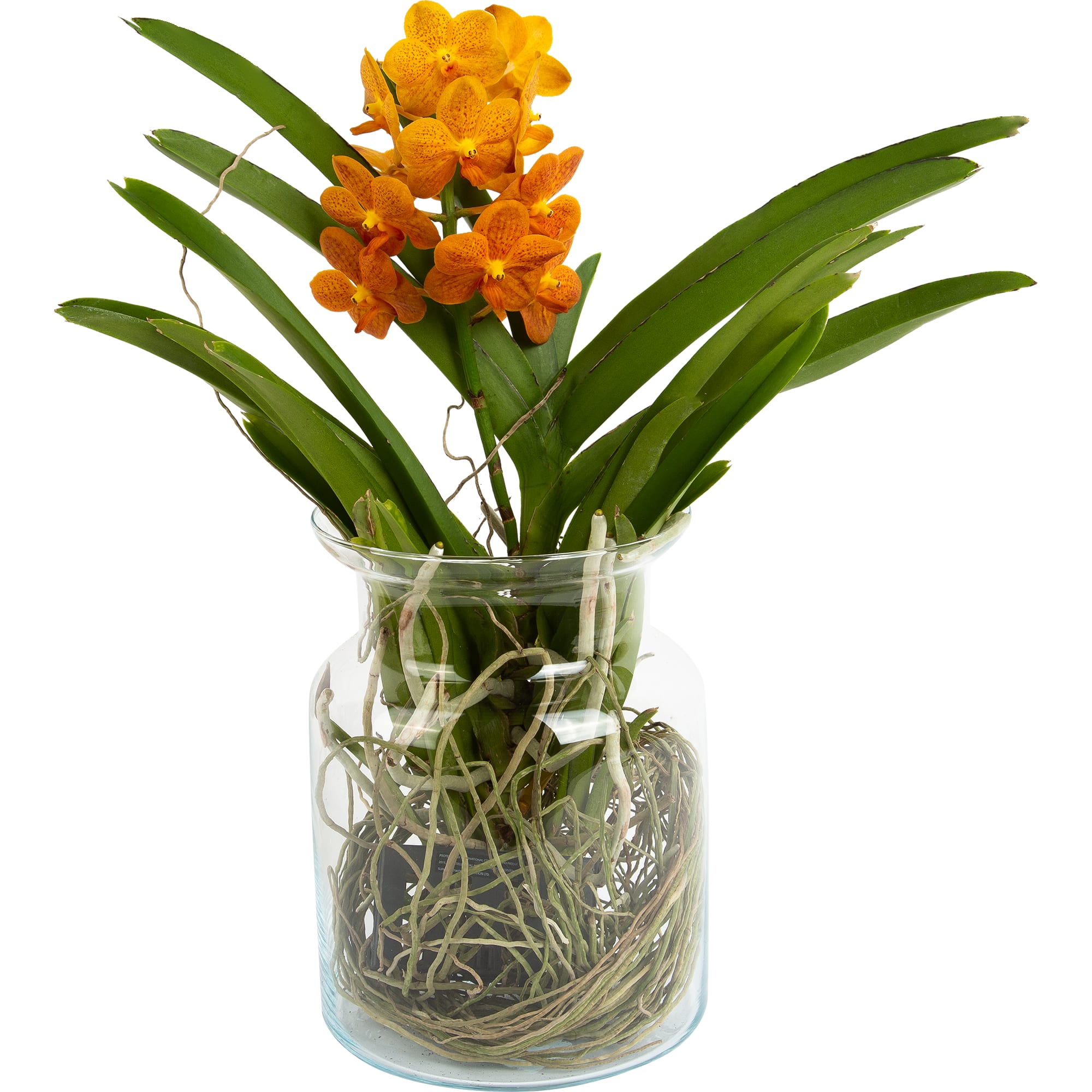 82579665 Орхидея Ванда в стекле ø15 h40 см Santreyd 