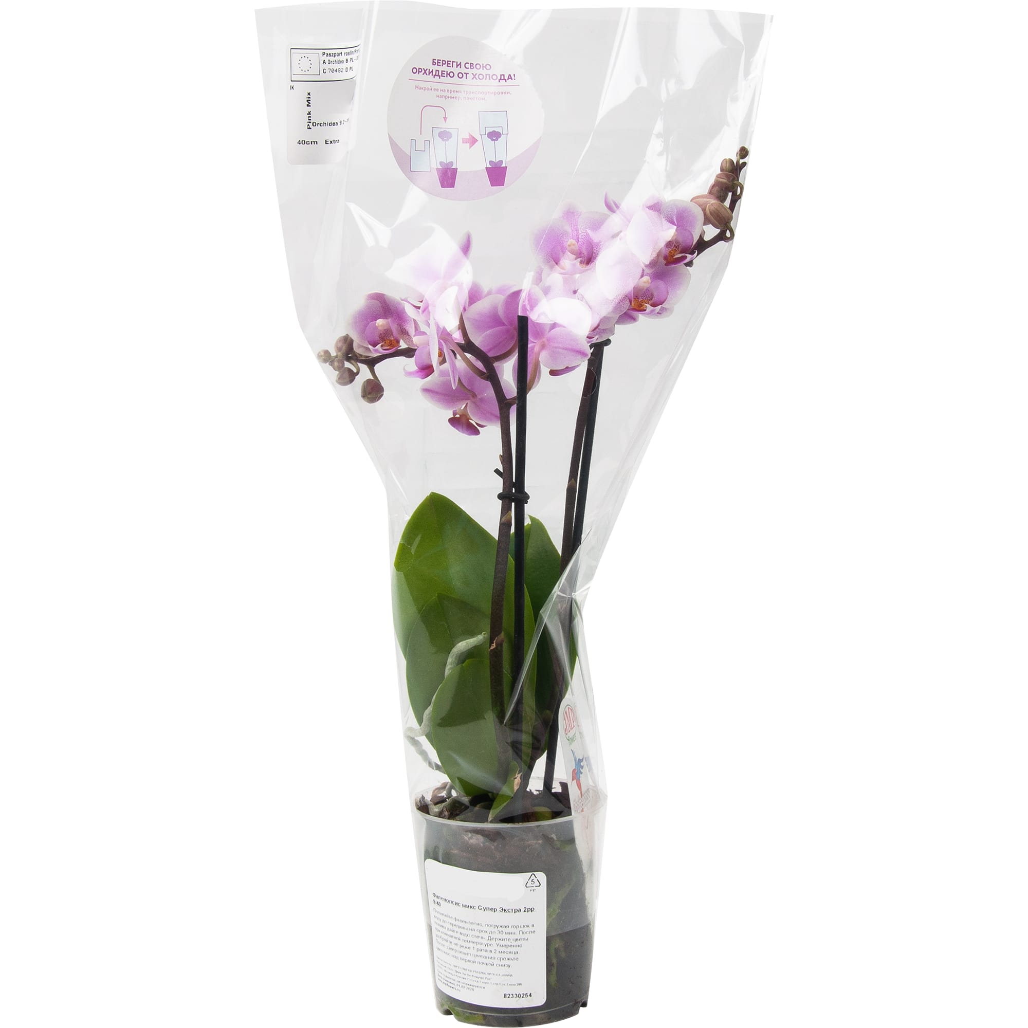 82330254 Орхидея Фаленопсис Супер экстра микс 2 стебля ø9 h40 см Santreyd  - Вид №3