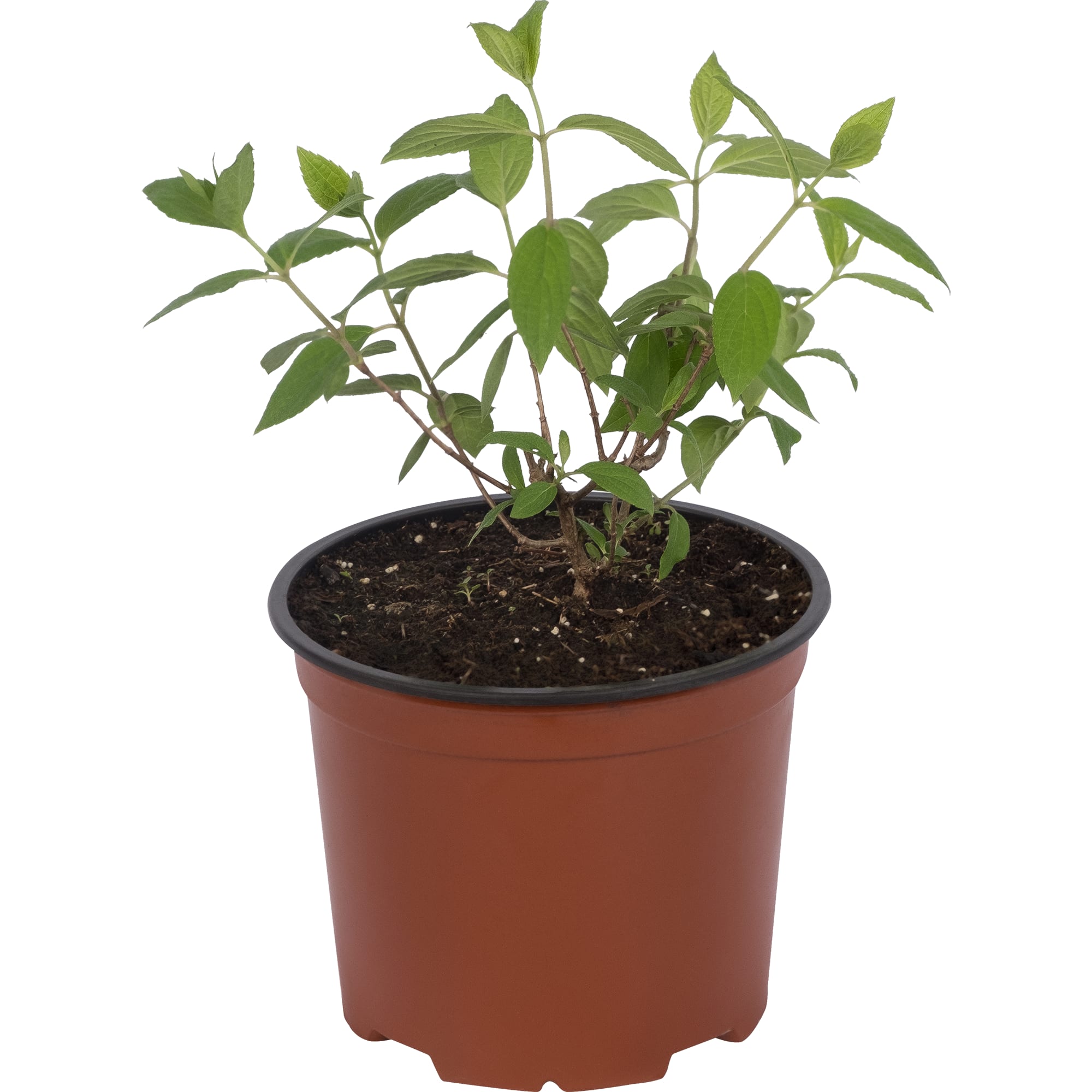 82219512 Гортензия метельчатая «Свит Саммэ» 2 л h20 см Santreyd 