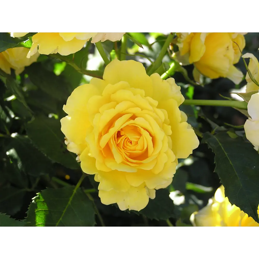 Роза Флорибунда Фрезия ø19 h55 см 84827519 STLM-2069520 PLANTMARKET 