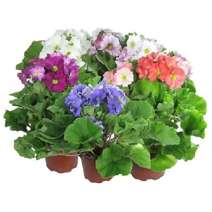 Примула обконика Mix 12x25 см 12195386 STLM-2013045