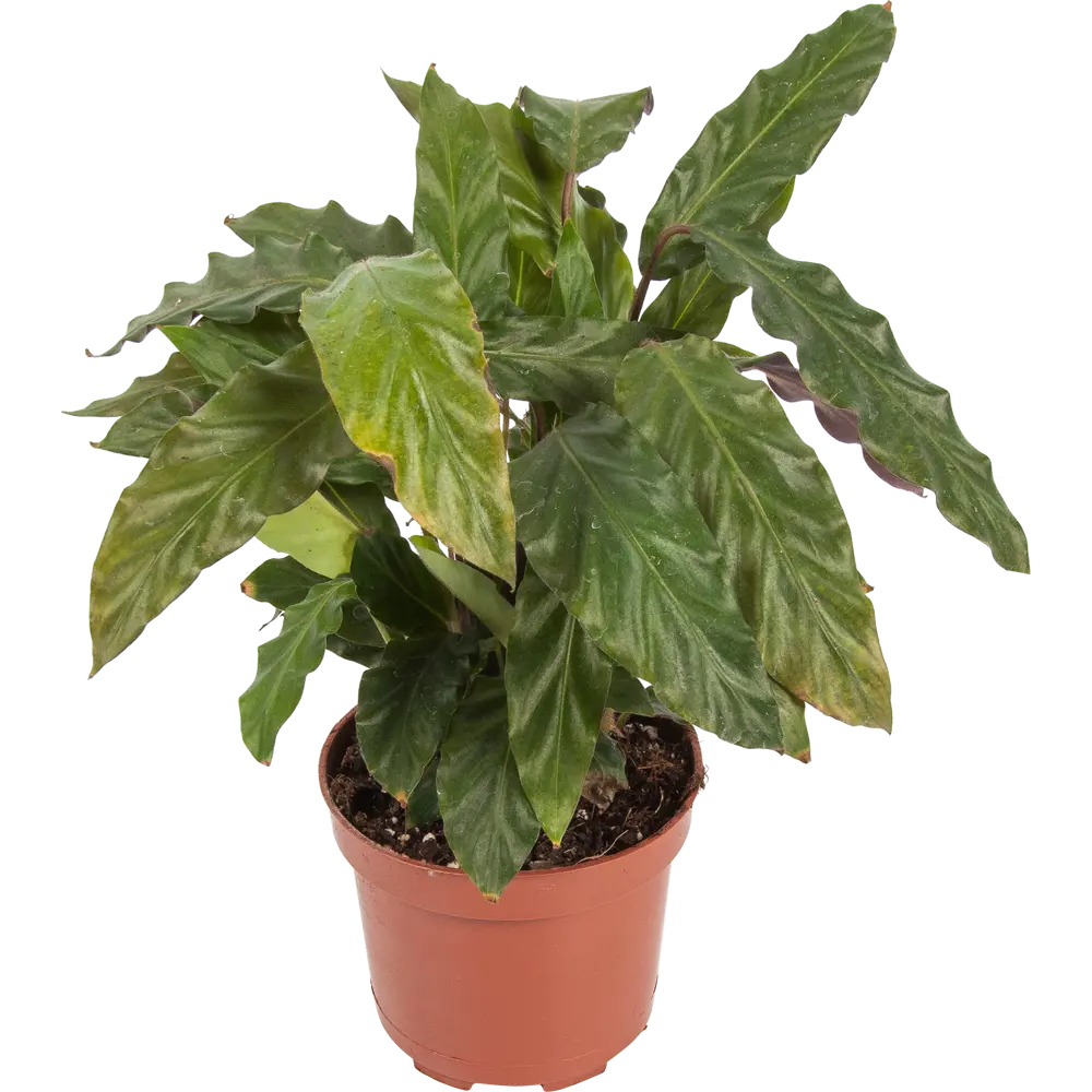 Santreyd Калатея микс - 5 декоративных сортов для интерьера 82548519 STLM-0029506