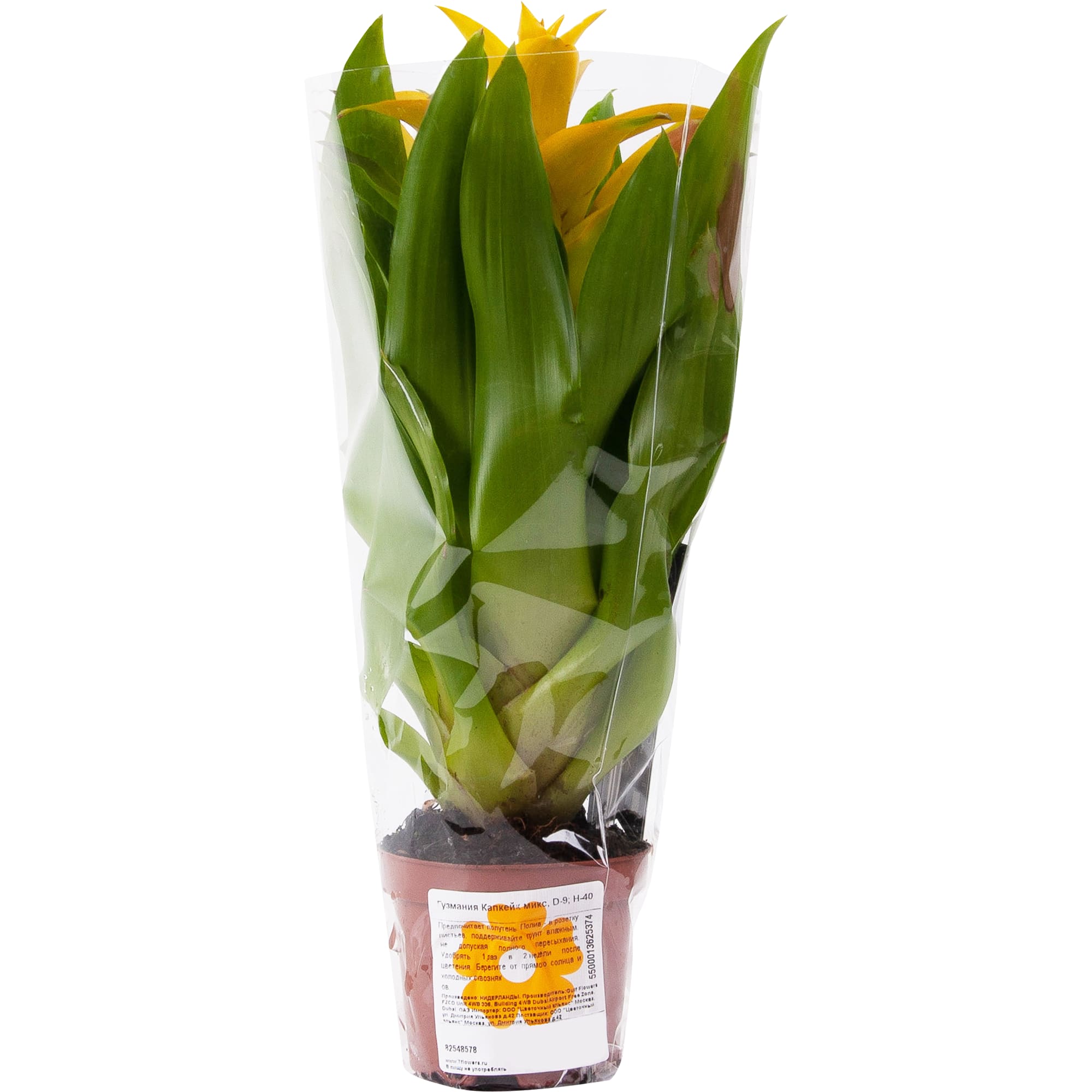 82548578 Гузмания Капкейк микс 9х40 см Santreyd  - Вид №3