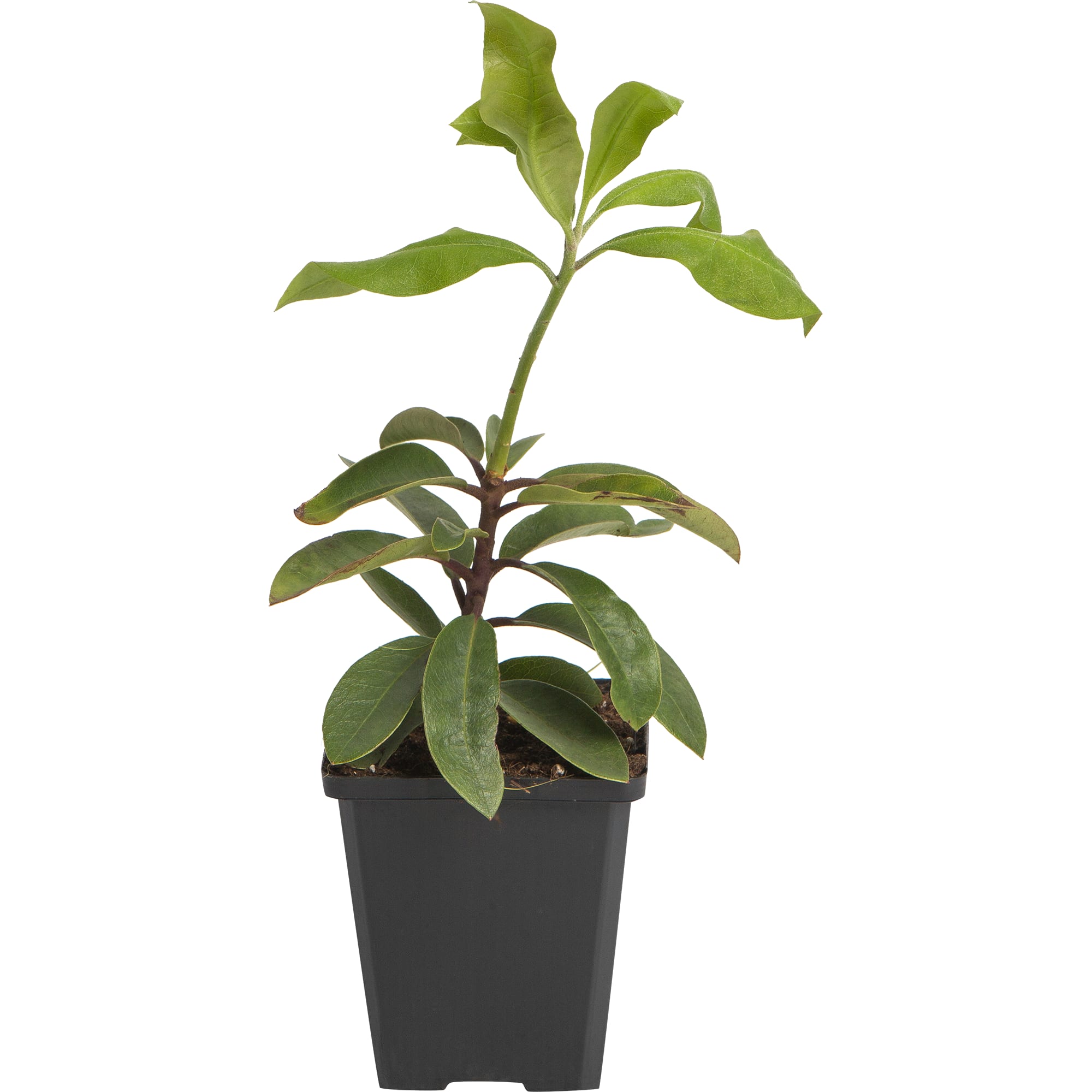 82601828 Рододендрон гибридный «Дженифер» 9x20 см Santreyd 