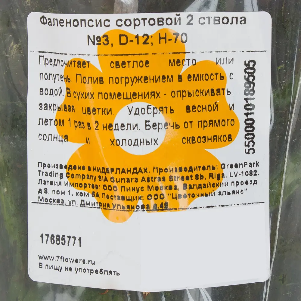 Орхидея Фаленопсис сортовой 2 ствола N3 ø12 h70 см 17685771 STLM-2144622 Santreyd  - Вид №3