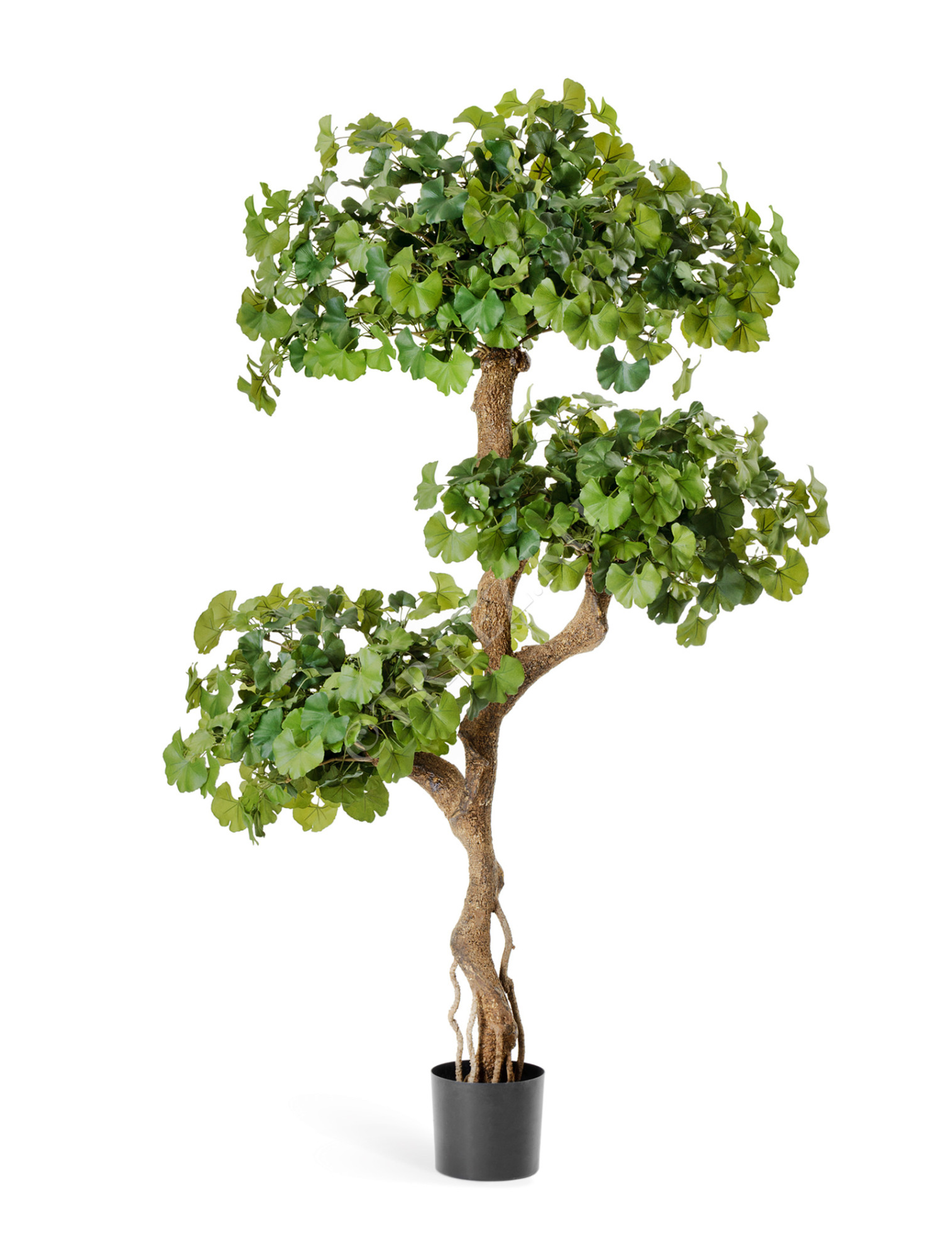 10.52205N Гинкго на забавном стволе 145 см Цветочная коллекция 