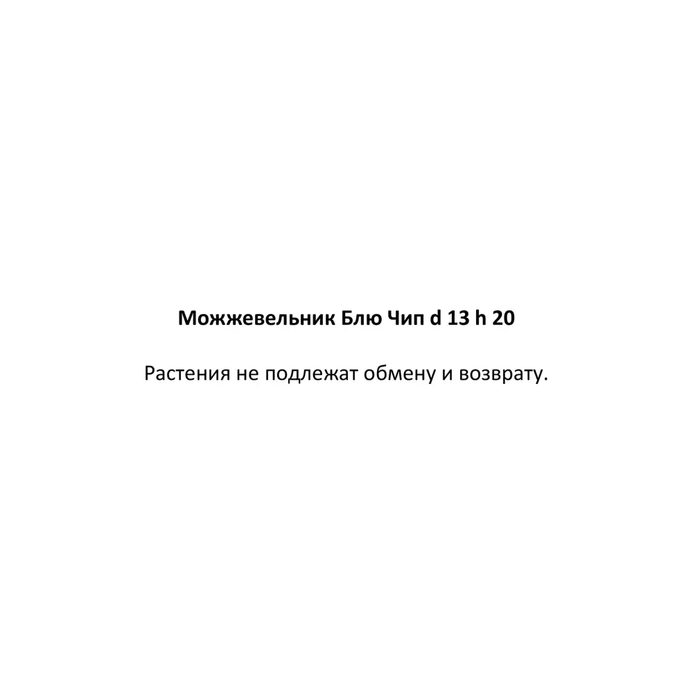 Можжевельник Блю Чип ø13 h20 см 85573328 STLM-2199962 Santreyd 