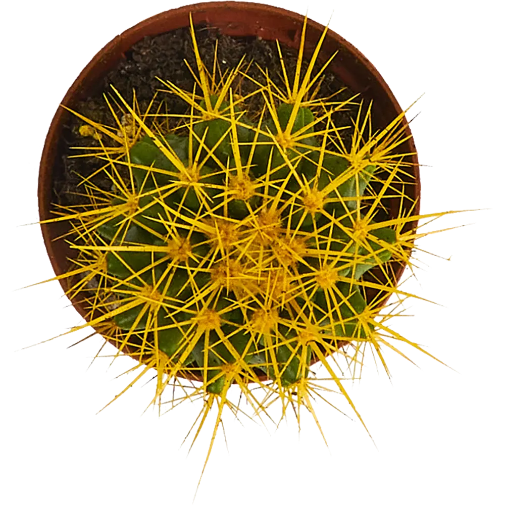 Santreyd Эхинокактус Грузони Радуга - живой шар с золотистыми колючками 84450779 STLM-0050228 - Вид №2