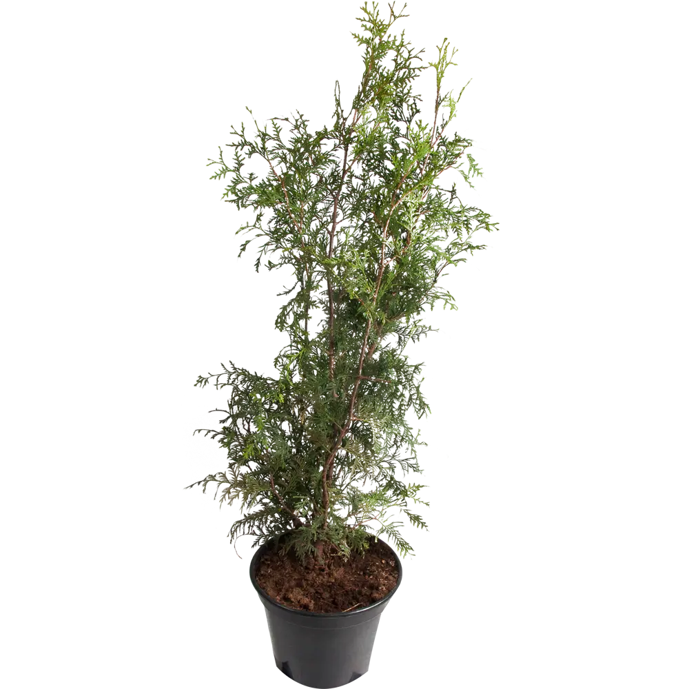 Туя западная «Брабант» 28x90 см 82601684 STLM-2095033 Santreyd 