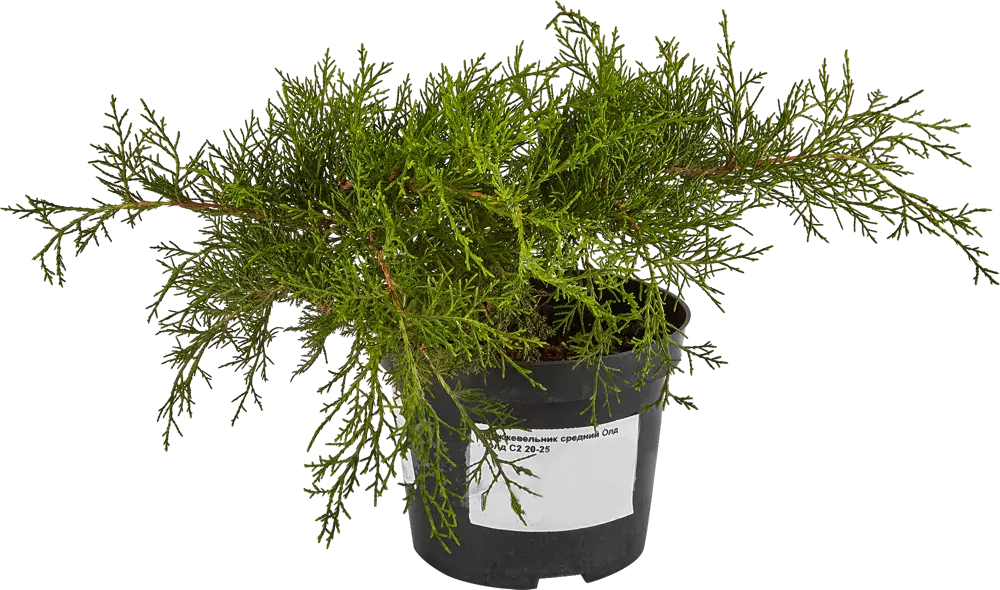 Santreyd Можжевельник Олд Голд - золотистый акцент для сада 81969339