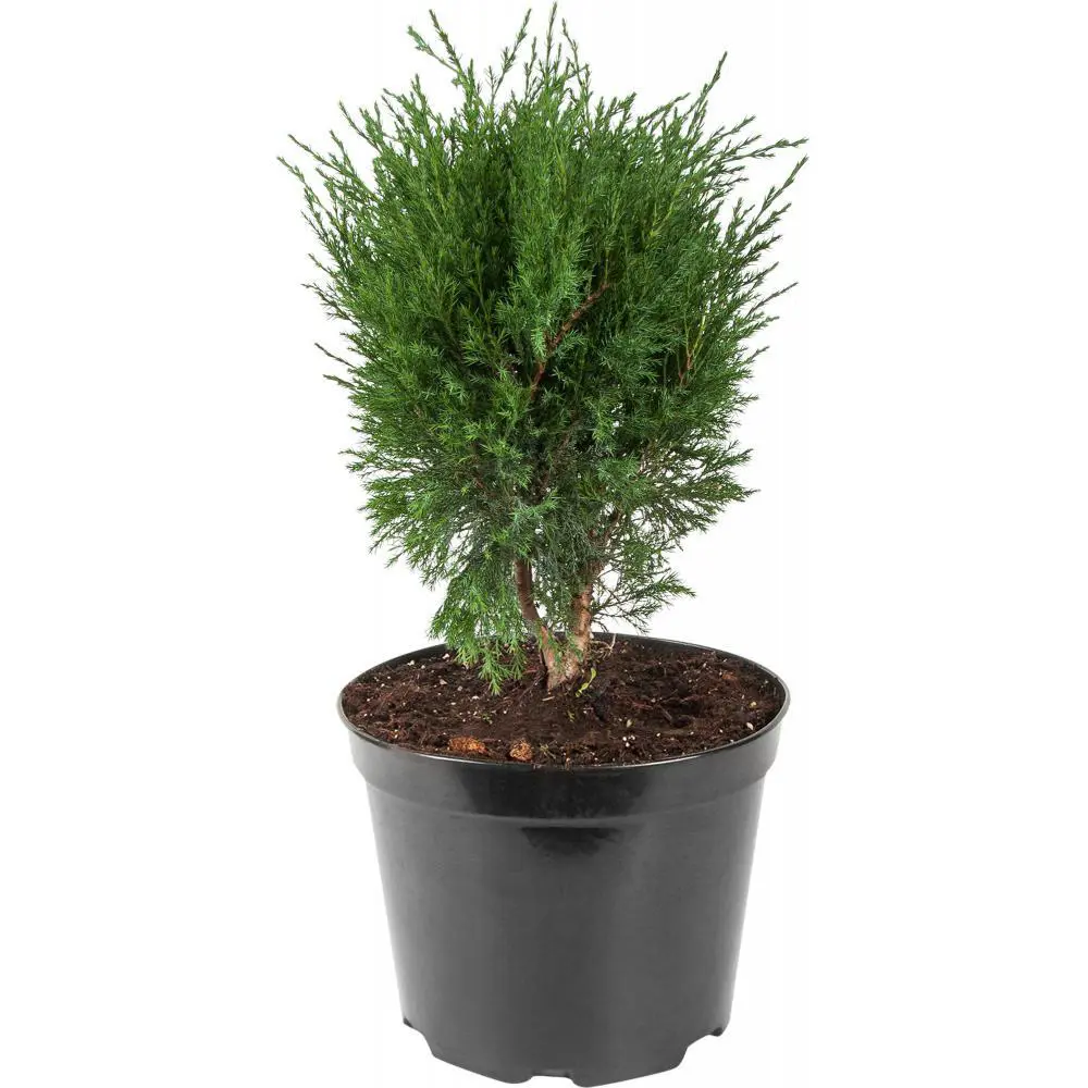 Можжевельник средний Минт Джулеп ø19 h20 - 30 см PLANTMARKET STLM-2053886