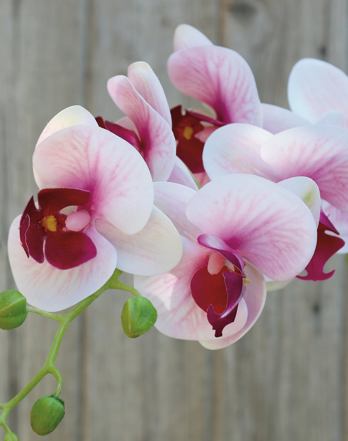 2650 510 a3 Искусственная орхидея Phalaenopsis, 80 см, real touch soft, роза H-andreas  - Вид №2