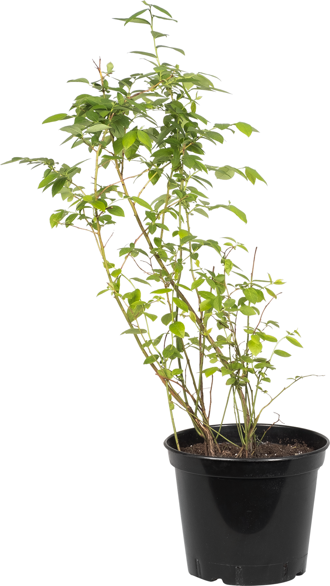 Голубика высокорослая Santreyd - рассада для богатого урожая 82219574 STLM-0022224