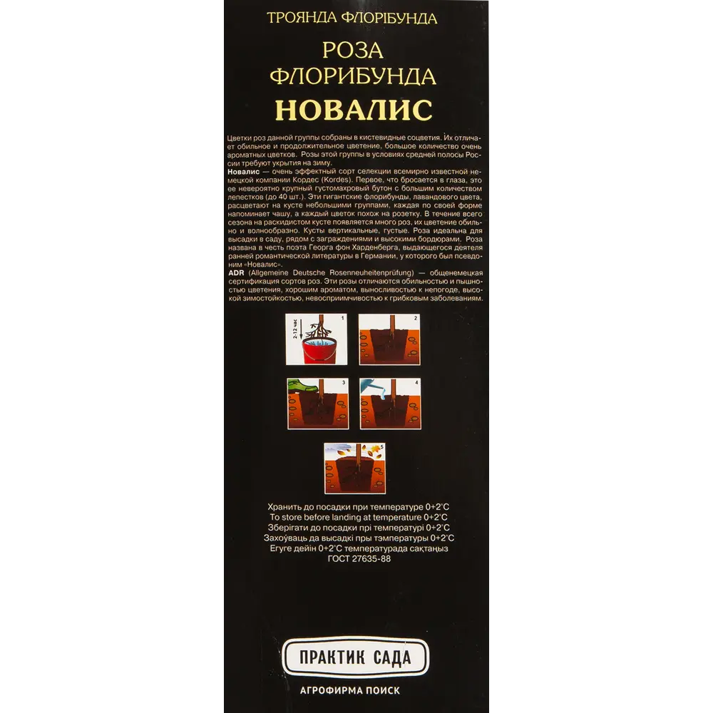 Роза Кордес флорибунда Новалис 82527394 STLM-2147728 Santreyd  - Вид №2