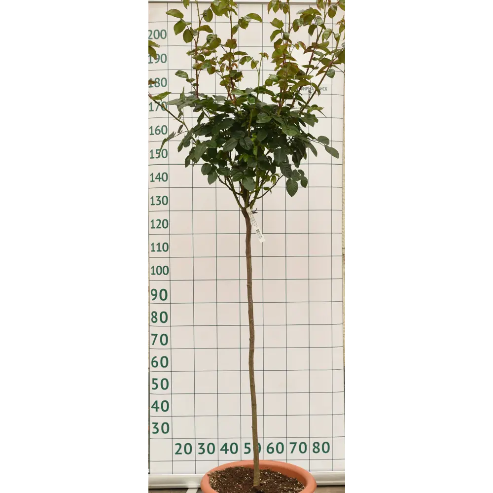 Роза штамбовая «Свит Лав» 45x90 см 82676646 STLM-2097374 Santreyd 