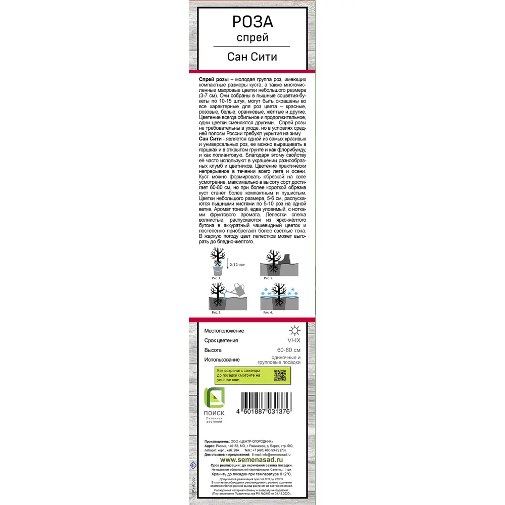 Роза спрей миниатюрная Сан сити h37 см 83786621 STLM-2091642 Santreyd  - Вид №2