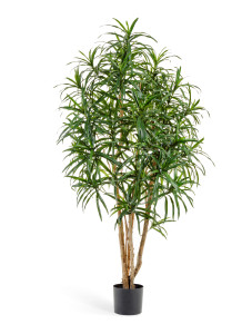 10.24006N Драцена Анита Цветочная коллекция