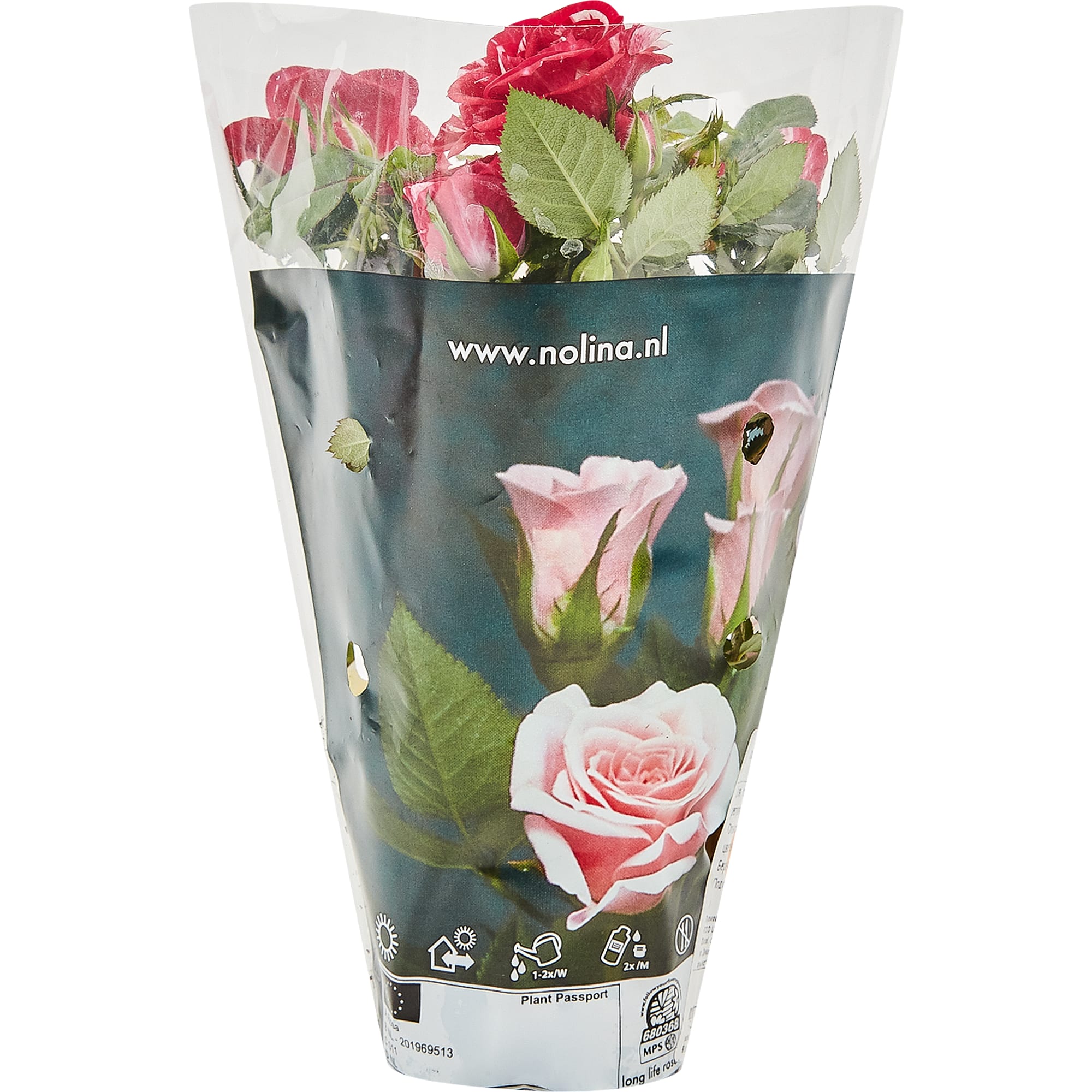 82877360 Роза Джиджи Парад 7x17 см Santreyd  - Вид №3